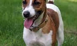 Jack Russel-Terrier