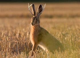 Jackalope