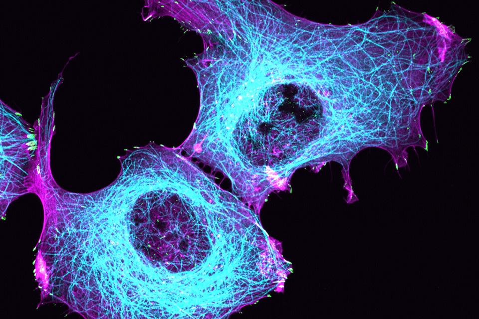 Cells