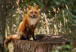 Fox