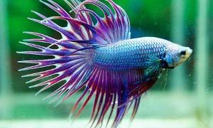 crowntail betta fish