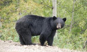 Discover what black bears  eat by studying their poop