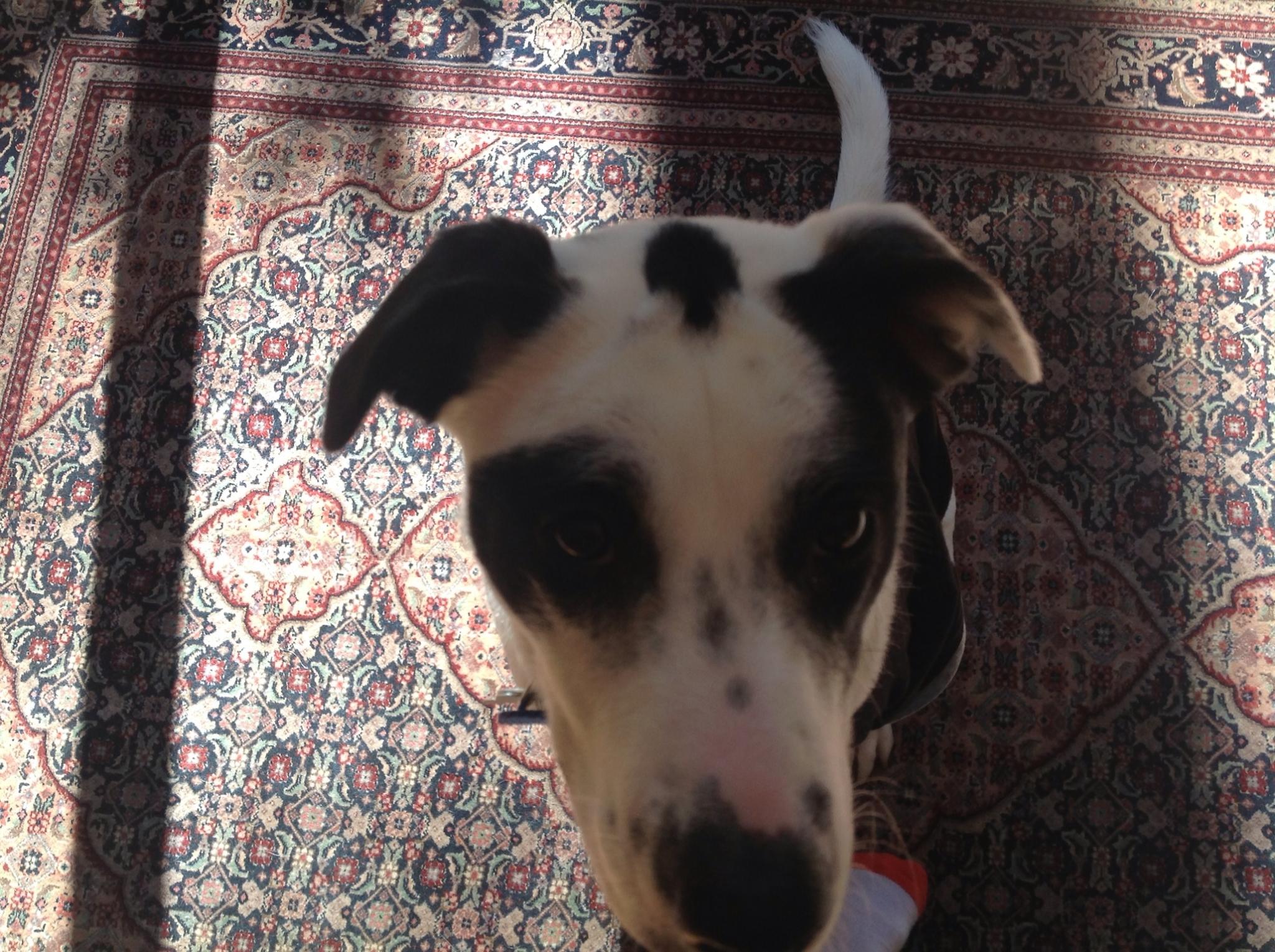 My Life at Camp Half Blood ) Story