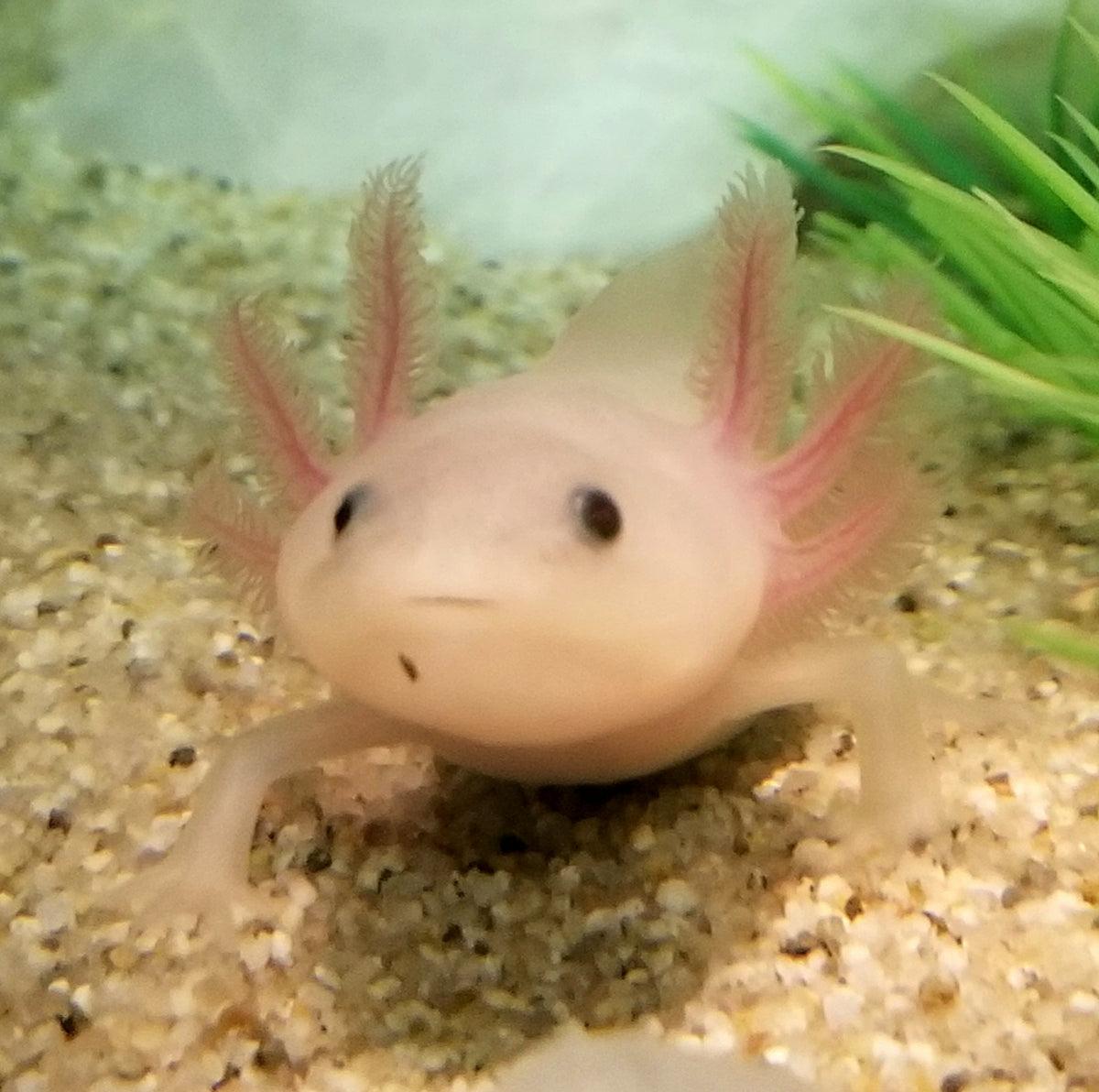 Lana The axolotl