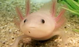 Lana The axolotl