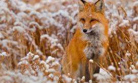 A Fox Tale