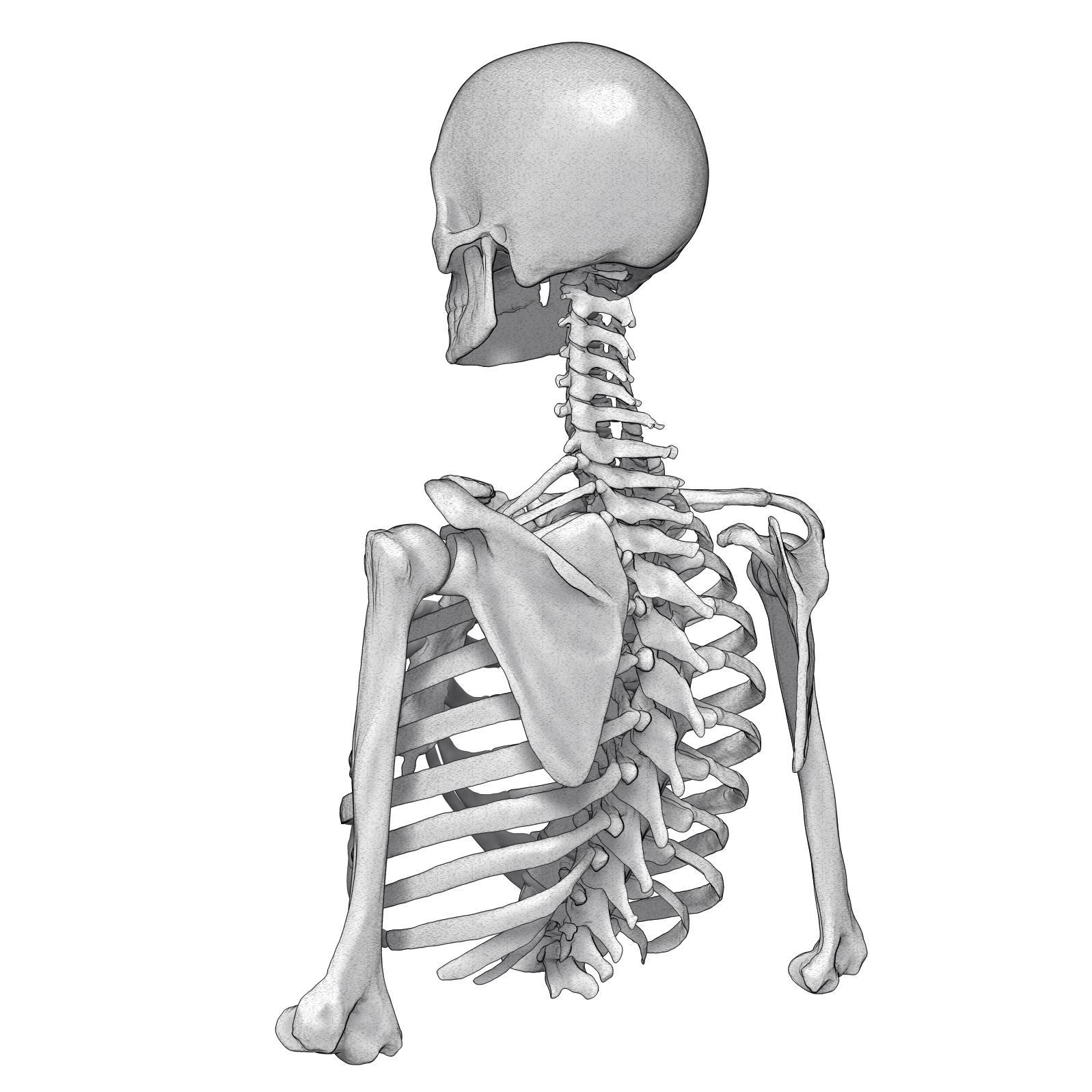 Скелет человека спина. Скелет со спины. Скелет человека со спины. Поясница скелет.