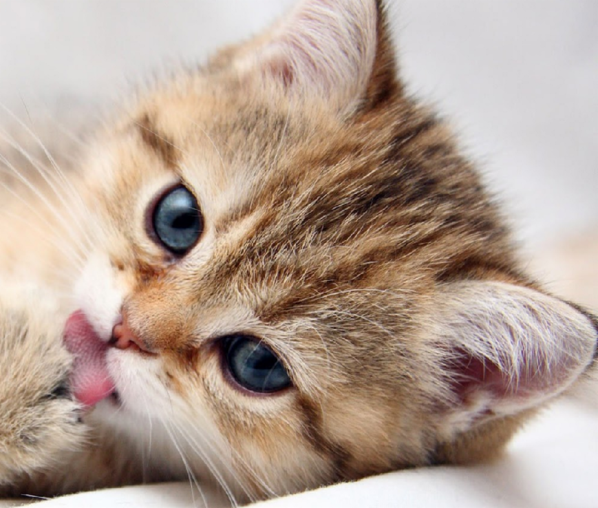 cats cats cats cats cats cats