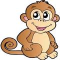 Baako the monkey