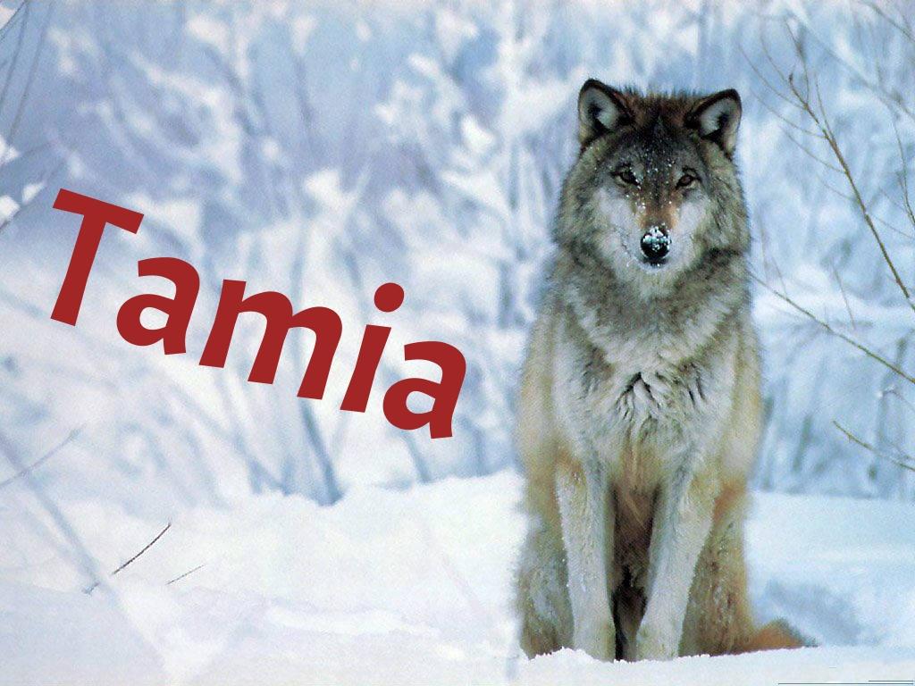 Tamia Tamia