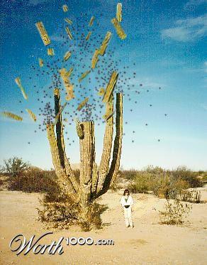 The Exploding Cactus The Exploding Cactus