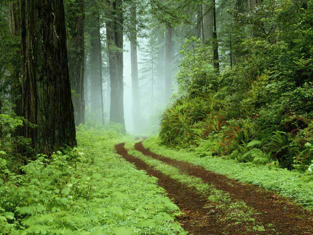 The Forgotten Forest. The Forgotten Forest.