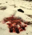 Blood falls upon fresh snow