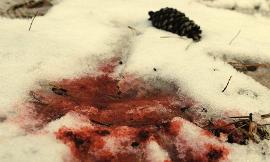 Blood falls upon fresh snow