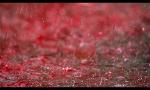 Blood rain (1)
