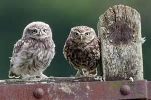Chapter two: Two owls and a nervous aunt