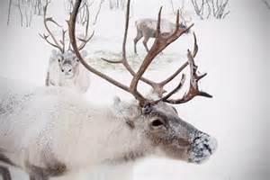 Chapter one: Reindeer racing and sugar cookies Chapter one: Reindeer racing and sugar cookies