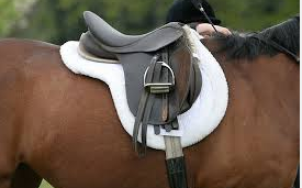 All horse care All horse care