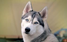 Alaska, town dog. Alaska, town dog.