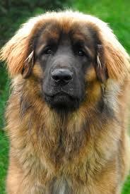 the leonberger