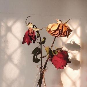 The color you find on dead roses.
