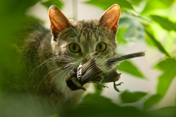 Cats of the Clans Cats of the Clans