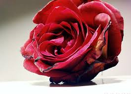Fragile... Fragile...