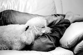 Dog sitter Dog sitter