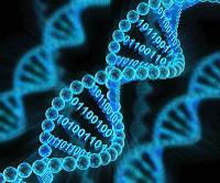 Binary DNA