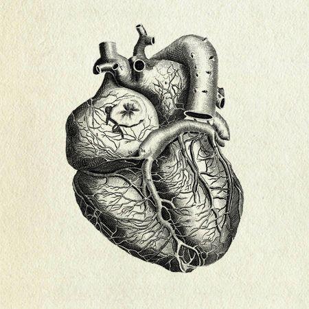 The Sad And Rotting Heart The Sad And Rotting Heart