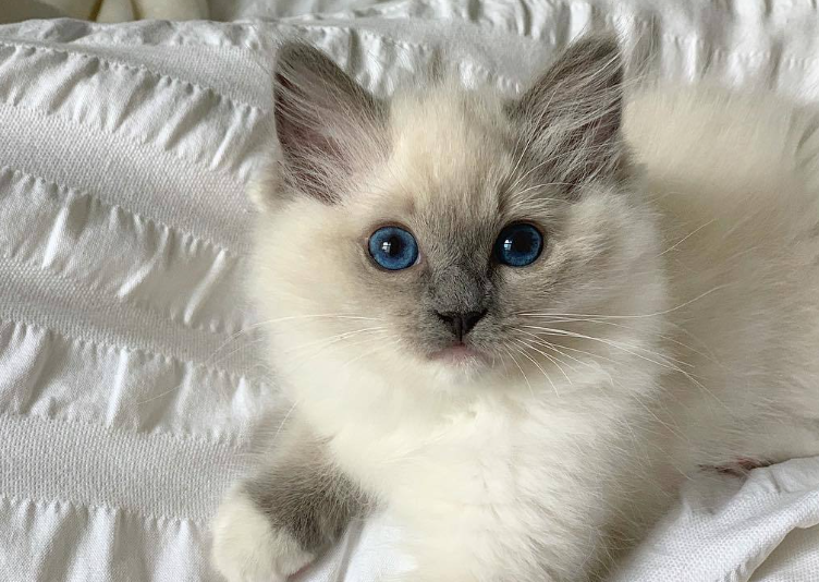Ragdoll cats Ragdoll cats