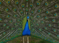 Peacocks might be stronger than we think.