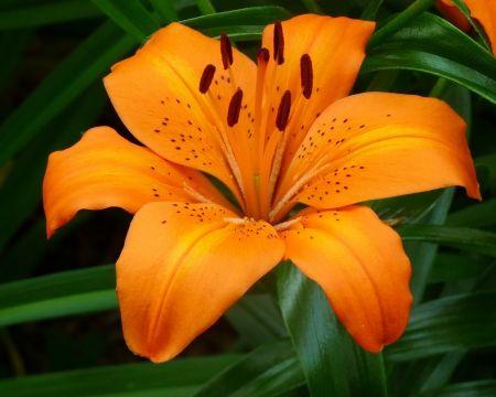 A Flower in the Moonlight A Flower in the Moonlight