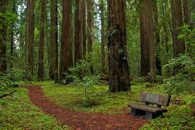 The woods The woods