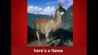 The Llama Song