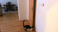Cat open five doors to go outside - Мачка отвара пет врати за да излезе надвор
