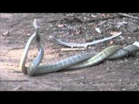 Mating Rat Snakes