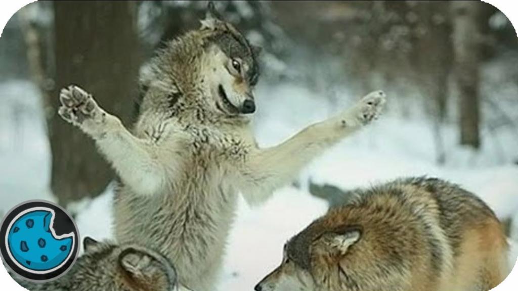 Dancing Wolf Dancing Wolf