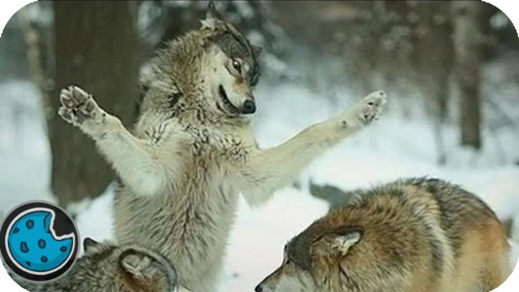 Dancing Wolf