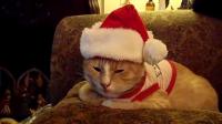Christmas Cat in the Hat