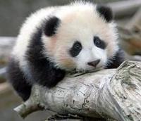 animals, cute, panda, pandas, san diego, zhen zhen - image #2570 on Favim.com