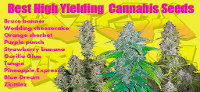 Best High Yield Strains Seeds in 2022 - cannabis-md.com