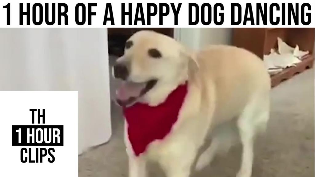 1 Hour of a Happy Dog Dancing
