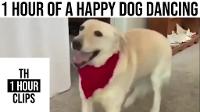 1 Hour of a Happy Dog Dancing