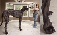 Video: Guinness World Records 2013: US Great Dane is planet's tallest dog - Telegraph