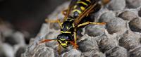 Wasp Control Adelaide - Bee, Wasp, & Nest Removal Services