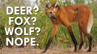 Not a Deer, Wolf or Fox, the Maned Wolf is Fascinating