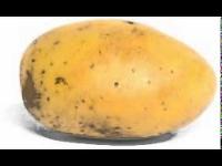 Random Potato Scene