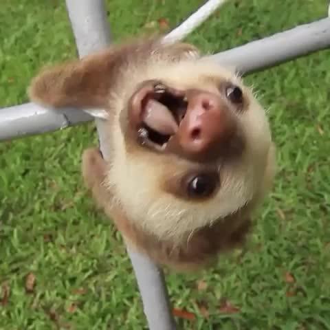 Watch Basic White Chick's Vine "This is the funniest and cutest vine ever" Watch Basic White Chick's Vine "This is the funniest and cutest vine ever"