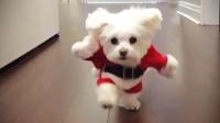 Funniest DOGS IN COSTUMES 2017 [Funny Pets]